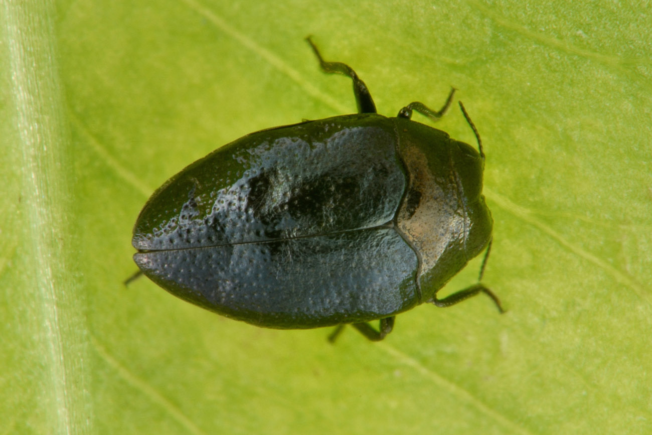 Buprestidae: E'' un Trachys troglodytes? S.